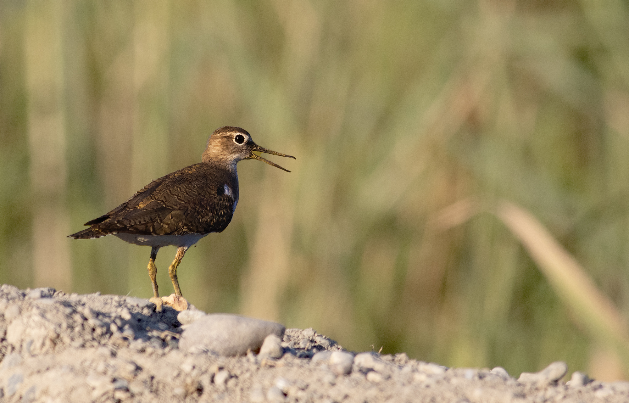 Common Sandpiper